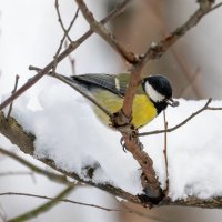 Неожиданно вернулась зима. Большая синица :: Владимир Лазарев Неожиданно вернулась зима. Большая синица :: Владимир Лазарев