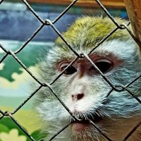 - Свободу мартышкам! :: Vladimir Semenchukov