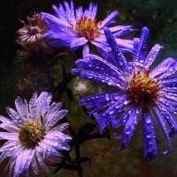 Вот и снег растаял :: Людмила Смородинская Вот и снег растаял :: Людмила Смородинская