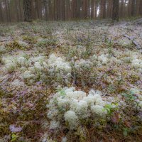 Ягель :: Георгий А Ягель :: Георгий А