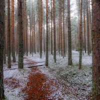 Маленькая тропинка в лесу :: Георгий А Маленькая тропинка в лесу :: Георгий А