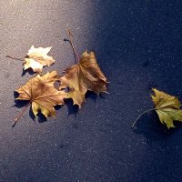 Листья :: dindin 