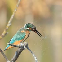 После водных процедур :: Владилен Панченко После водных процедур :: Владилен Панченко