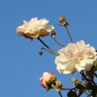 Так заканчивалась осень :: Татьяна Смоляниченко