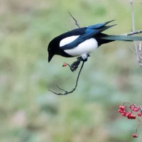 **** :: Владимир Безбородов **** :: Владимир Безбородов