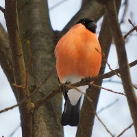 Снегирь :: Лина Снегирь :: Лина