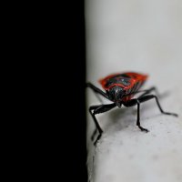 Живи на белой стороне. :: Татьяна Бравая Живи на белой стороне. :: Татьяна Бравая