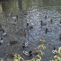 В осеннем пруду... :: Freddy 97 В осеннем пруду... :: Freddy 97