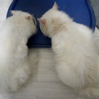 Едоки :: Сергей Ц