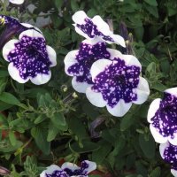 ПЕТУНИИ :: СЕРГЕЙ ФИЛОЧКИН