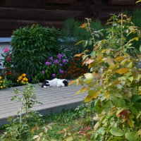 надёжная охрана ) :: Галина R... надёжная охрана ) :: Галина R...