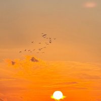 Журавли всё летят на закате... :: Александр Деревяшкин Журавли всё летят на закате... :: Александр Деревяшкин