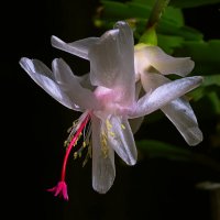 *** :: Игорь Kуленко