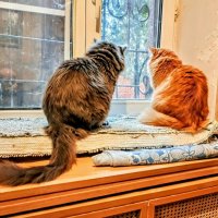 Сидят кошки (коты) на окошке. :: Михаил Столяров