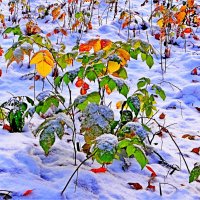 ПРИЧУДЫ ПРИРОДЫ :: Юрий Владимирович 34