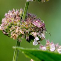 Мастер маскировки :: Андрей Мастер маскировки :: Андрей