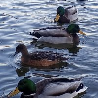 Утки :: Сапсан 