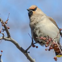 Свиристель :: Виктор Иванович Чернюк Свиристель :: Виктор Иванович Чернюк