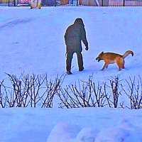 Декабрь,..Игры с овчаркой! :: Владимир Декабрь,..Игры с овчаркой! :: Владимир