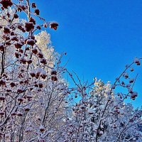 Январь...Морозная рябина! :: Владимир 