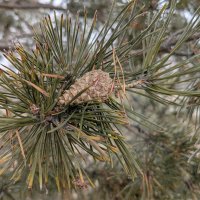 Сосновая шишка :: Андрей Хлопонин