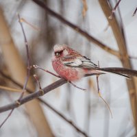 Урагус. :: Вадим Басов Урагус. :: Вадим Басов