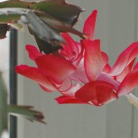 Цветет декабрист :: Галина Нестратова Цветет декабрист :: Галина Нестратова