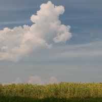 Белый пудель. :: Николай Белый пудель. :: Николай