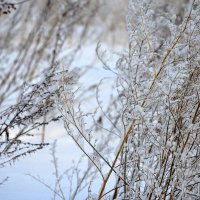 Сибирский зимний этюд :: Татьяна Лютаева Сибирский зимний этюд :: Татьяна Лютаева