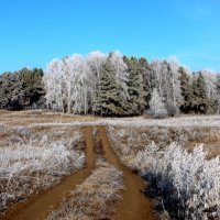 Седая осень. :: nadyasilyuk Вознюк Седая осень. :: nadyasilyuk Вознюк