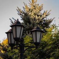 фонарь в кустах... :: navalon M