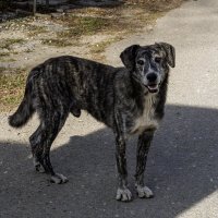 Пес, который живет возле мужского монастыря :: Игорь Сикорский Пес, который живет возле мужского монастыря :: Игорь Сикорский