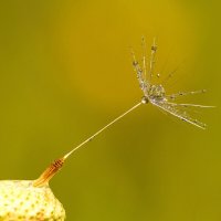 Капелька :: Андрей Пристяжнюк