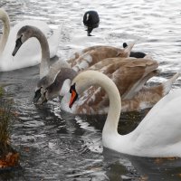 Лебеди в городском парке :: Рита Симонова Лебеди в городском парке :: Рита Симонова