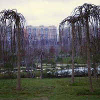 Странные деревья. :: Юрий Полторыхин. Странные деревья. :: Юрий Полторыхин.