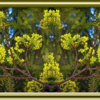 Цветение :: Владимир Кроливец Цветение :: Владимир Кроливец