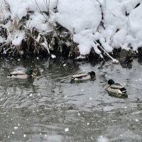 Утки не боятся зимы: плавание в снегопад. :: Сергей Адигамов Утки не боятся зимы: плавание в снегопад. :: Сергей Адигамов