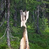 Лесной Леший. :: ВикТор Быстров Лесной Леший. :: ВикТор Быстров