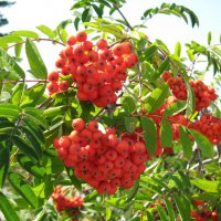 Гроздья рябины :: Дмитрий П