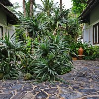 Тропические деревья во дворе. :: Людмила Гулина Тропические деревья во дворе. :: Людмила Гулина