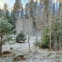 Мороз и солнце, день чудесный... :: Ольга Попова (popova/j2011) Мороз и солнце, день чудесный... :: Ольга Попова (popova/j2011)