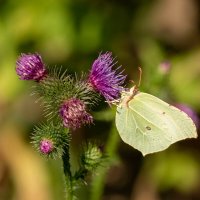Лимонница на чертополохе... :: Николай Гирш Лимонница на чертополохе... :: Николай Гирш
