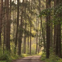 дорога в лесу :: РозаВетроф дорога в лесу :: РозаВетроф