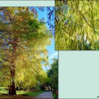 Адлер. Дендропарк "Южные культуры" :: Нина Бутко Адлер. Дендропарк "Южные культуры" :: Нина Бутко