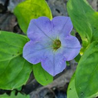 Нежное цветение :: Наталья Нежное цветение :: Наталья