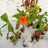 Зимняя календула :: Андрей Снегерёв Зимняя календула :: Андрей Снегерёв