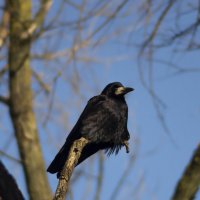 Грач. :: Александр. AVG100 ---