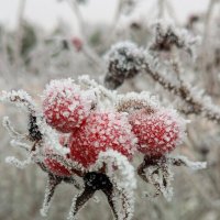 - :: Юлия Петлякова