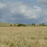 Перед грозой... :: Надежда Куркина 