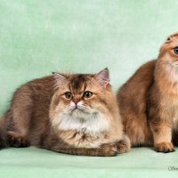 Красавцы... :: Светлана Ищенко